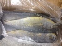 fresh frozen mahi mahi 