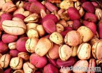 Kola Nut