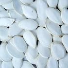 Pumpkin seed