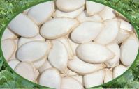 Sell Pumpkin Seeds Snow White