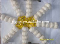 https://cn.tradekey.com/product_view/2010-China-Super-Pure-White-Garlic-1561916.html