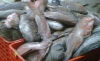 Seafood