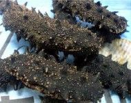 Sea Cucumber