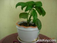 sweet basil potting plant