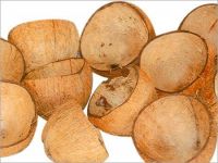 Coconut Shells And Wood Saw Dust
