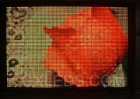 Outdoor Led Display(GO48-112P10RYG
