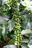 Export Arabica Coffee Beans,Arabica Coffee Bean Importer,Arabica Coffee Beans Buyer,Buy Arabica Coffee Beans,Arabica Coffee Bean Wholesaler,Arabica Coffee Bean Manufacturer,Best Arabica Coffee Bean Exporter,Low Price Arabica Coffee Beans,Best Quality Arab