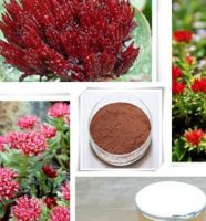 Rhodiola Rosea Extract Rosavins1% 2% 3%