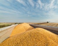 WHEAT. PROTEIN 13.5%, GLUTEN 28