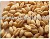 Wheat, Corn, Barley, Sunmeal, Wheat Flour