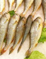 Frozen Big Yellow Croaker