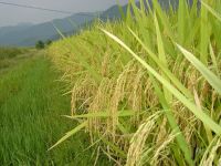 Sell Rice Seed - ORGR2