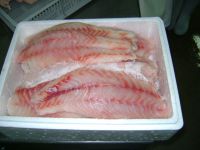 Nile Perch - Lates Niloticus
