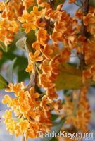 Osmanthus fragrans flower water hydrolsol hydrolat