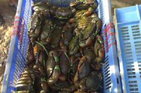 mud crab