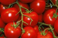 Tomato Powder And Paste