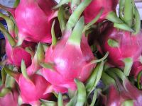 DRAGON FRUIT