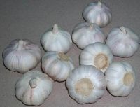 white garlic