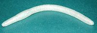 soft plastic lure