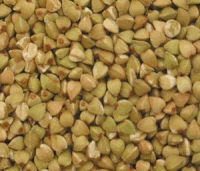 Buckwheat