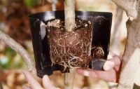 Rooterpot