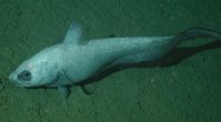 Grenadier Fish For Sale