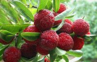 Bayberry Bark Extract, Myricetin, Dihydromyricetin65%, 80%, 98%