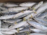 pacific mackerel