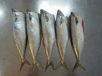 Mackerel (cutted head and gut)