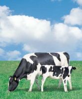 Export Skimmed Milk Powder | Full Cream