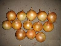 onion