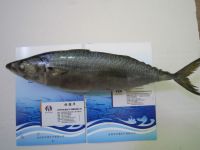 frozen bonito