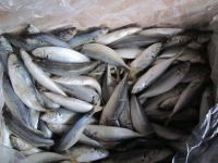 horse mackerel