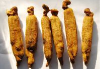 ginseng roots