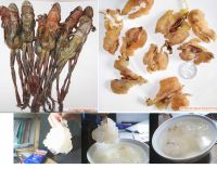 Chinese Woodfrog Oviduct