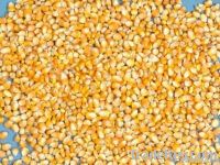 https://cn.tradekey.com/product_view/Maize-Maize-Exporter-Corn-Grain-Seller-Maize-Buyer-Bulk-Maize-Grain-Importer-Corn-Bean-Buyer-Corn-Bean-Wholesaler-Corn-Grain-Manufacturer-Best-Quality-Corn-Grain-Cheap-Maize-Supplier-Low-Price-Corn-Yellow-Corn-White-Cron-Baby-Ma-4009243.html