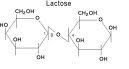 Lactase Enzyme