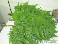 FRESH CUT LEATHER FERN