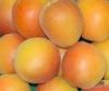 apricots peaches