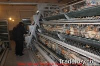chicken coop