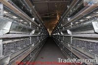 chicken farm
