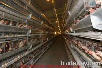poultry farm design