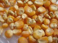 Maize | Maize Exporter | Corn Grain Seller