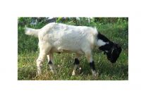 Indian Mutton