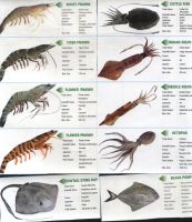 Cuttle Fish And Squid