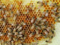 Certified Organic Beeswax