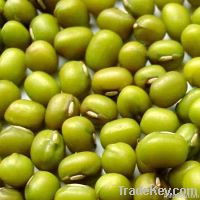 Chinese green mung bean