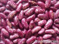 Light speckled kidney bean(all kinds)