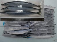 Pacific Saury