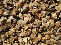 Buckwheat Kernel